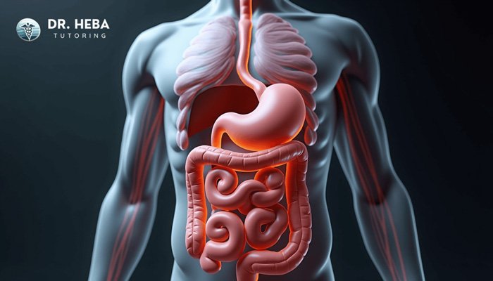 Gastroenterology-course-for-USMLE-Step1-preparation